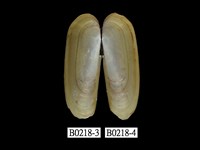 藏品(韓氏豆蟶)的圖片